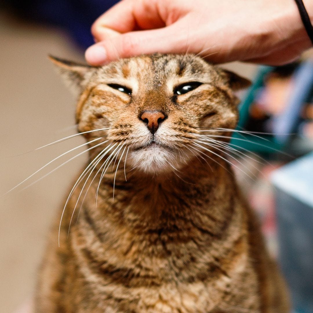 Científicos descubren cómo comunicarnos con nuestro gato ( y es más fácil de lo que crees)