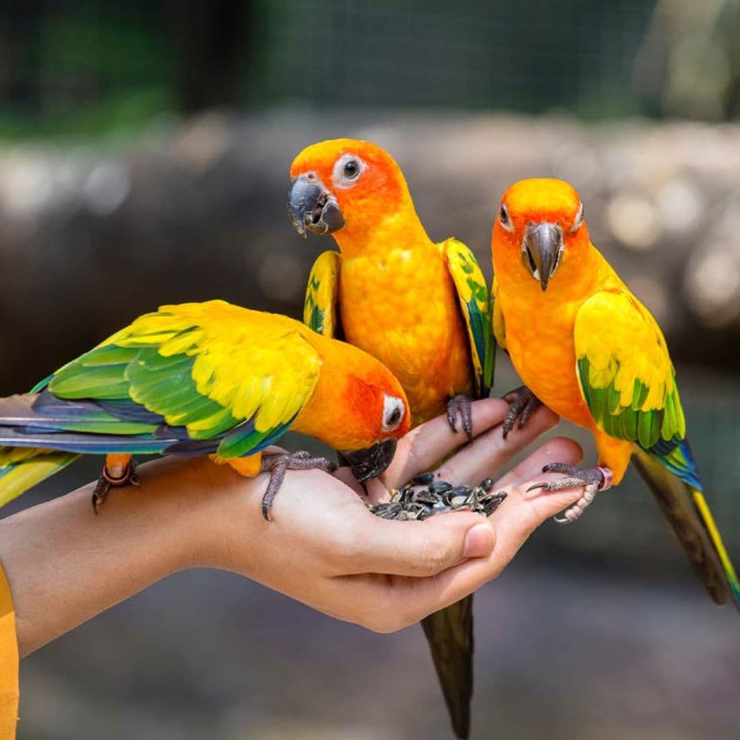 Mi loro me da picotazos ¿por qué?