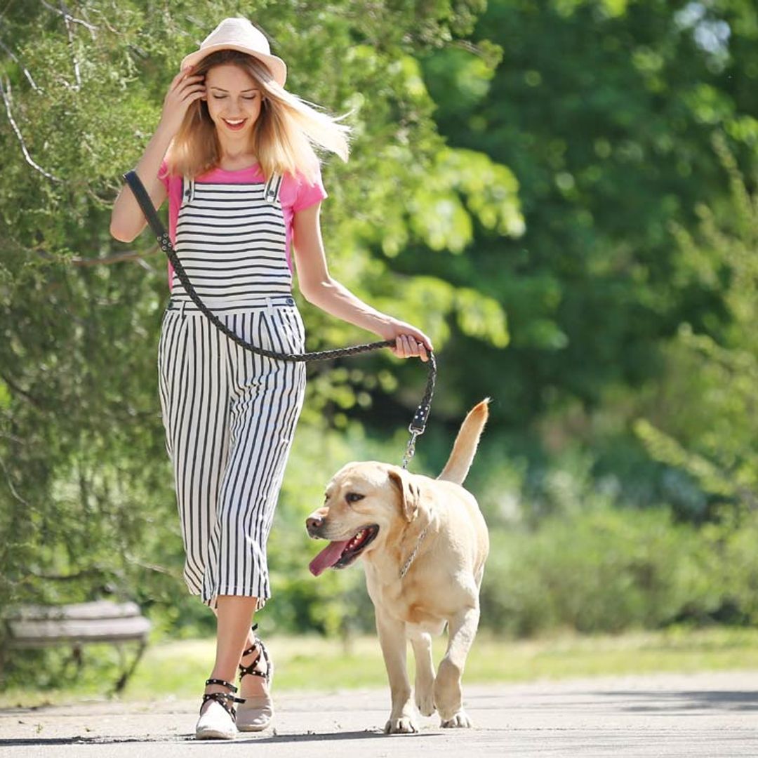 ¿Te podrían multar por no limpiar la orina de tu perro en tu destino de vacaciones?