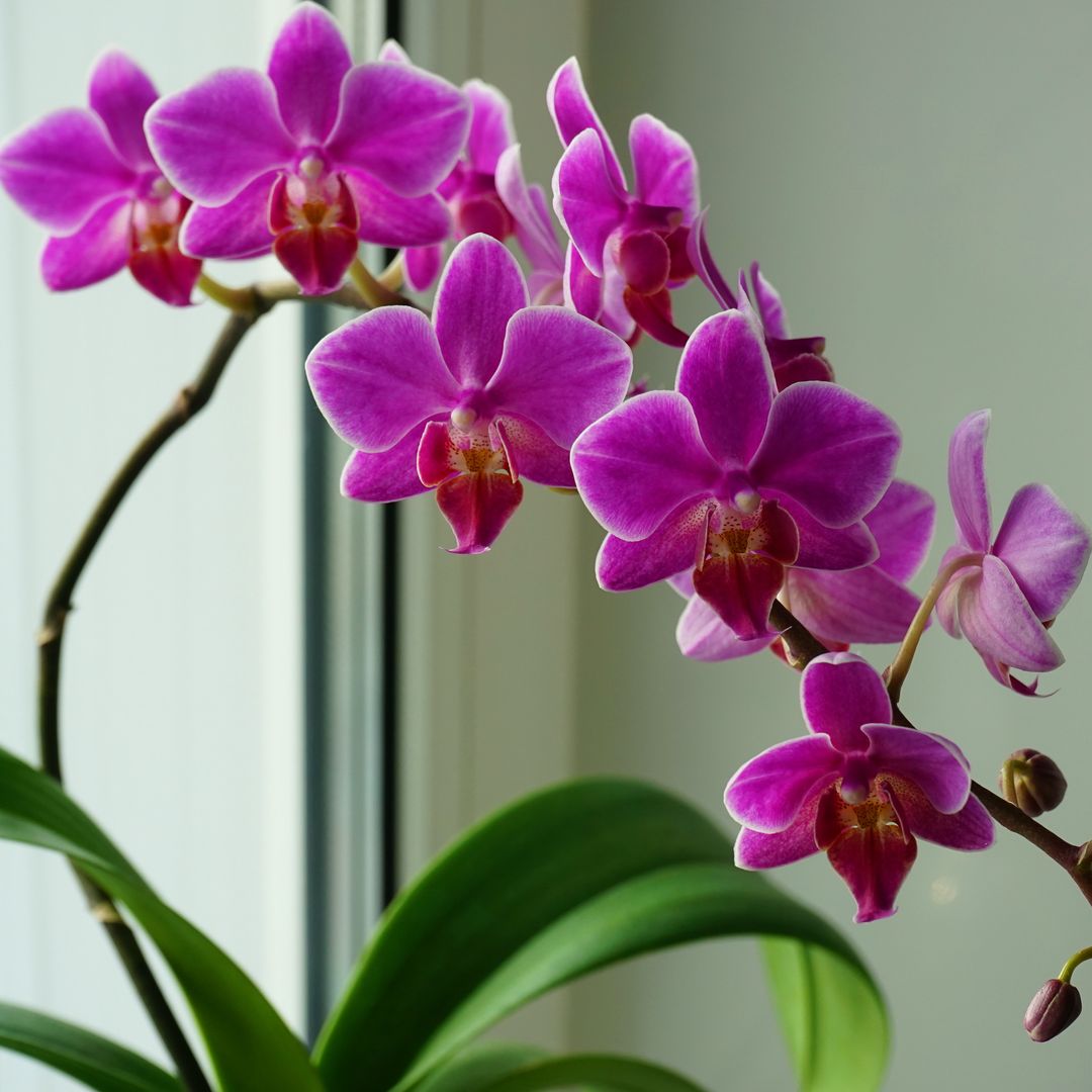Orquídea en interior