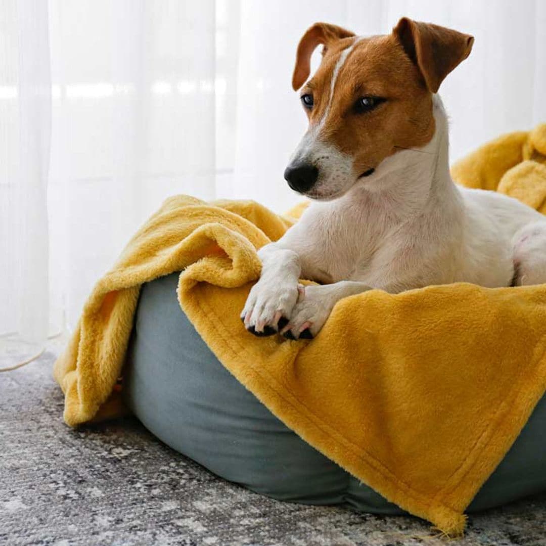 ¿Conviene adaptar la cama de nuestra mascota en los días de frío?