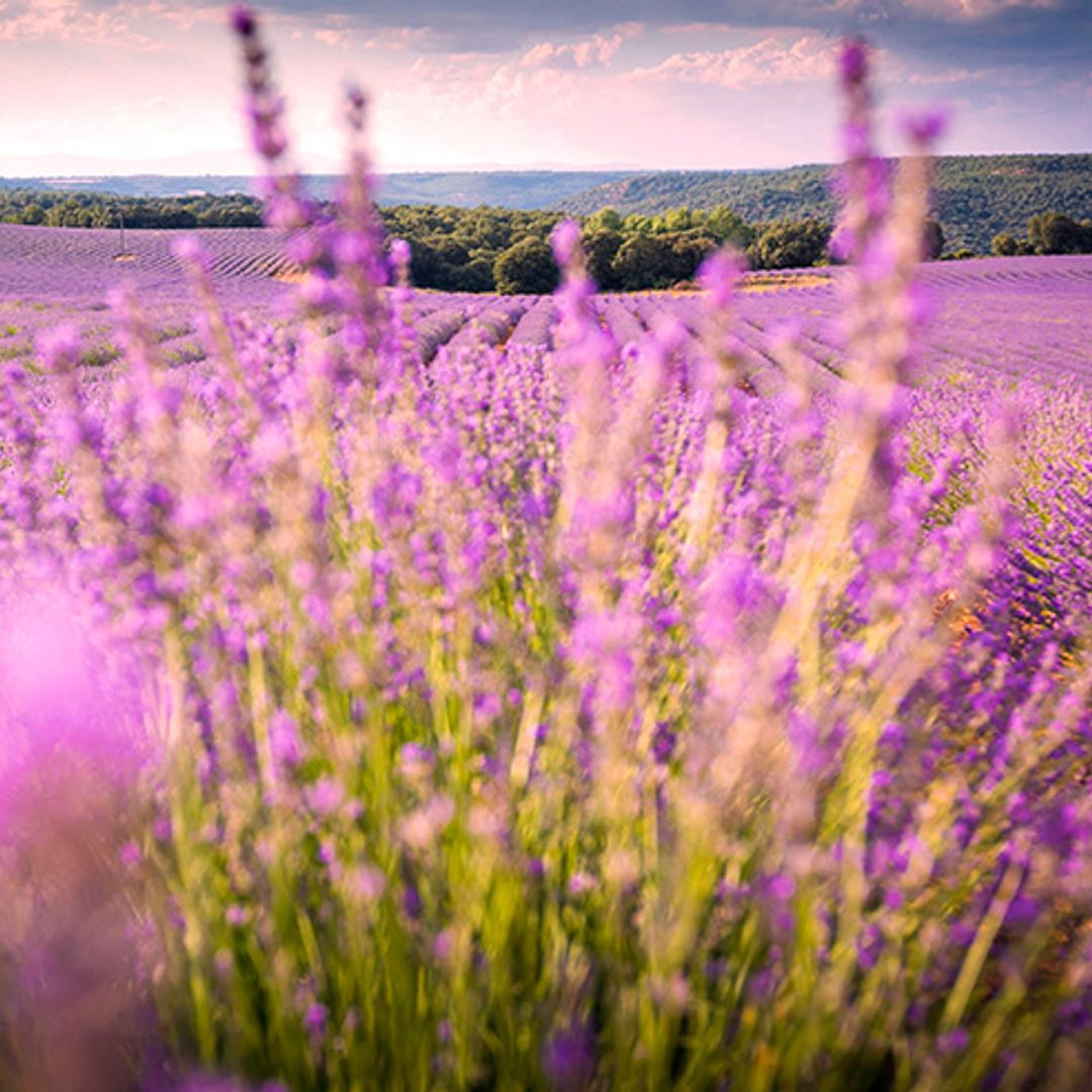 No es la Provenza, son los campos de lavanda de Brihuega