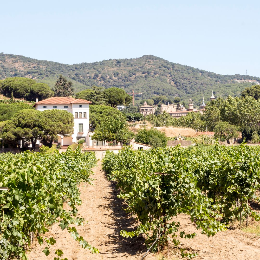 Viñedos de Alella, Barcelona