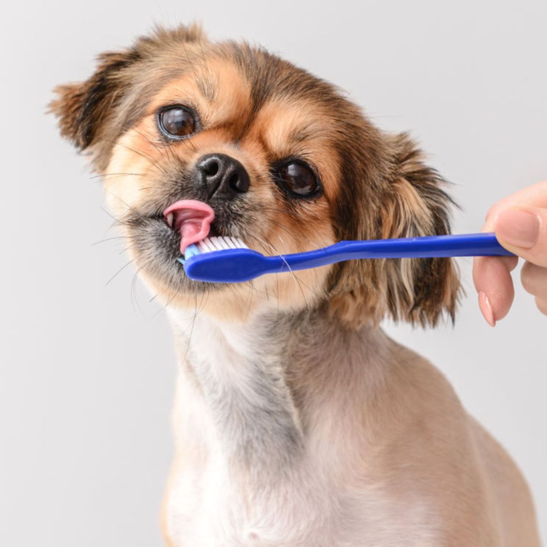 ¿Se puede eliminar el sarro de mi perro?