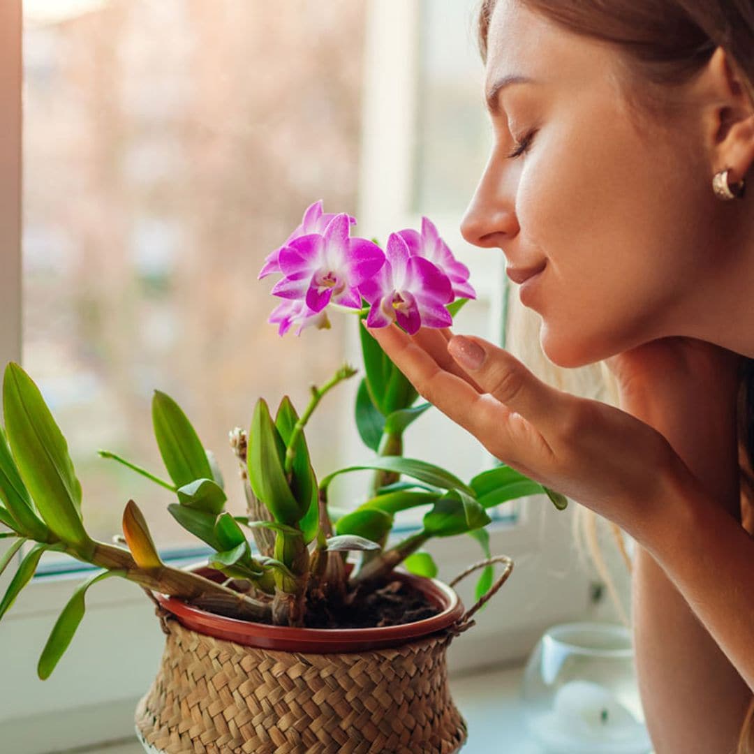 El poder de las flores para aliviar el estrés, la ansiedad y la tristeza