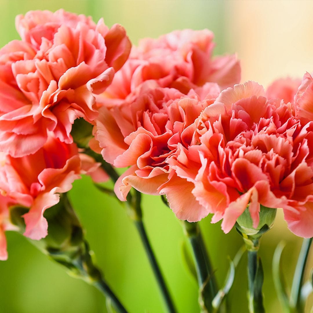 Claveles: características y cuidados de la flor más popular