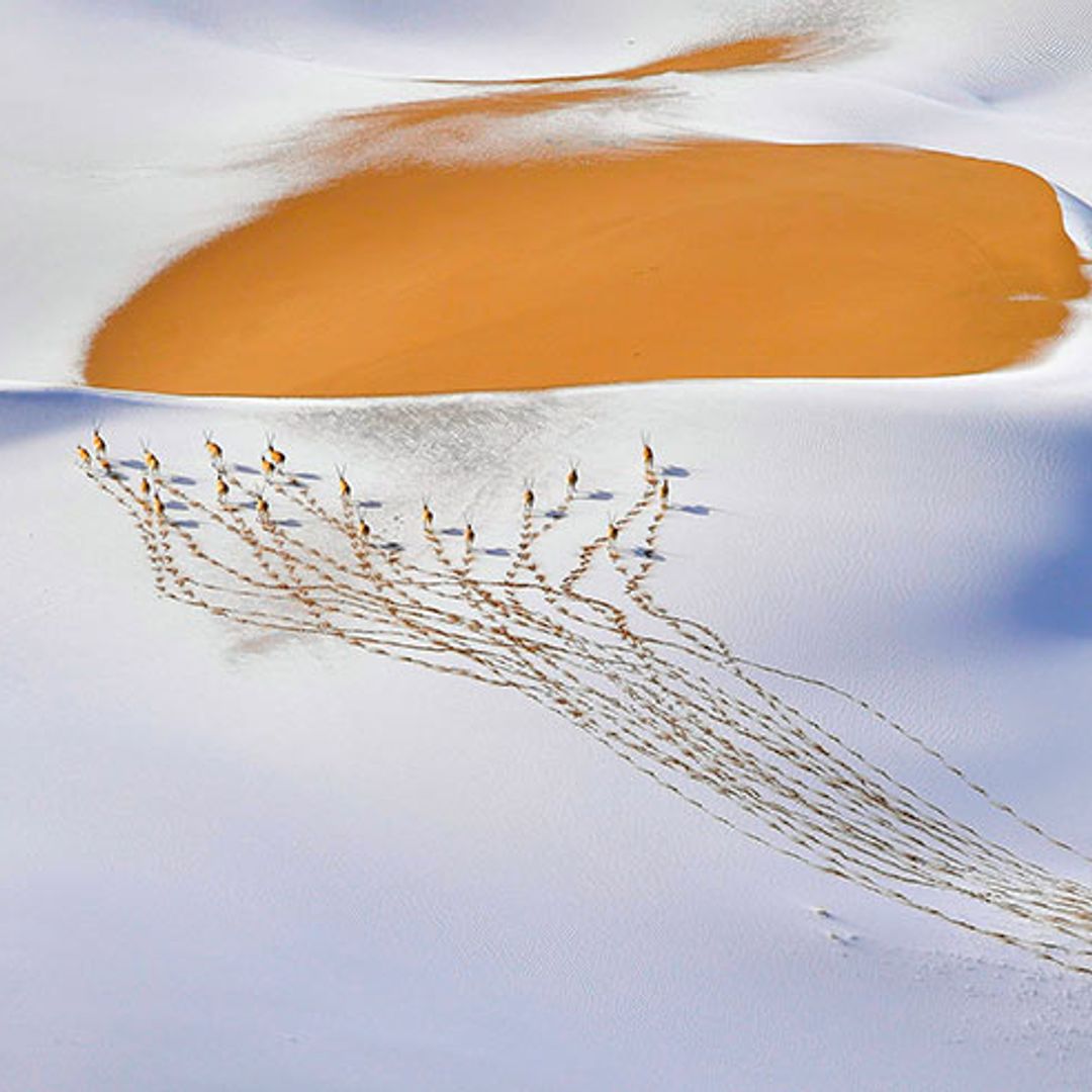 Las imágenes de naturaleza más espectaculares del mundo, en Madrid