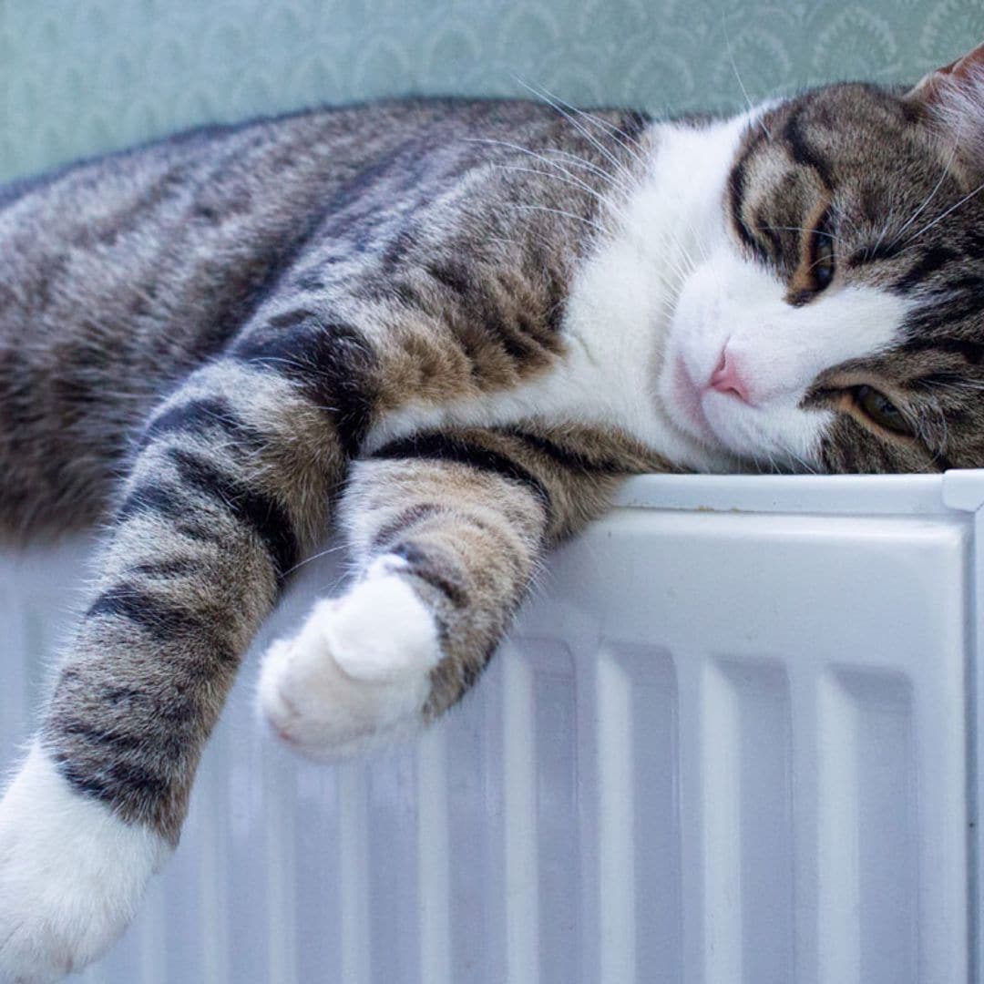 Las razones por las que tu gato busca siempre el calor