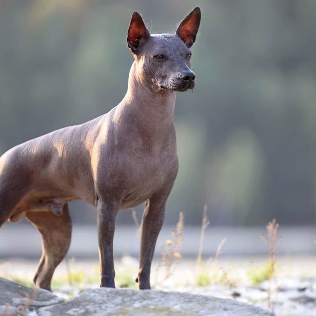 Estas son las razas de perro que más peligro tienen de extinguirse
