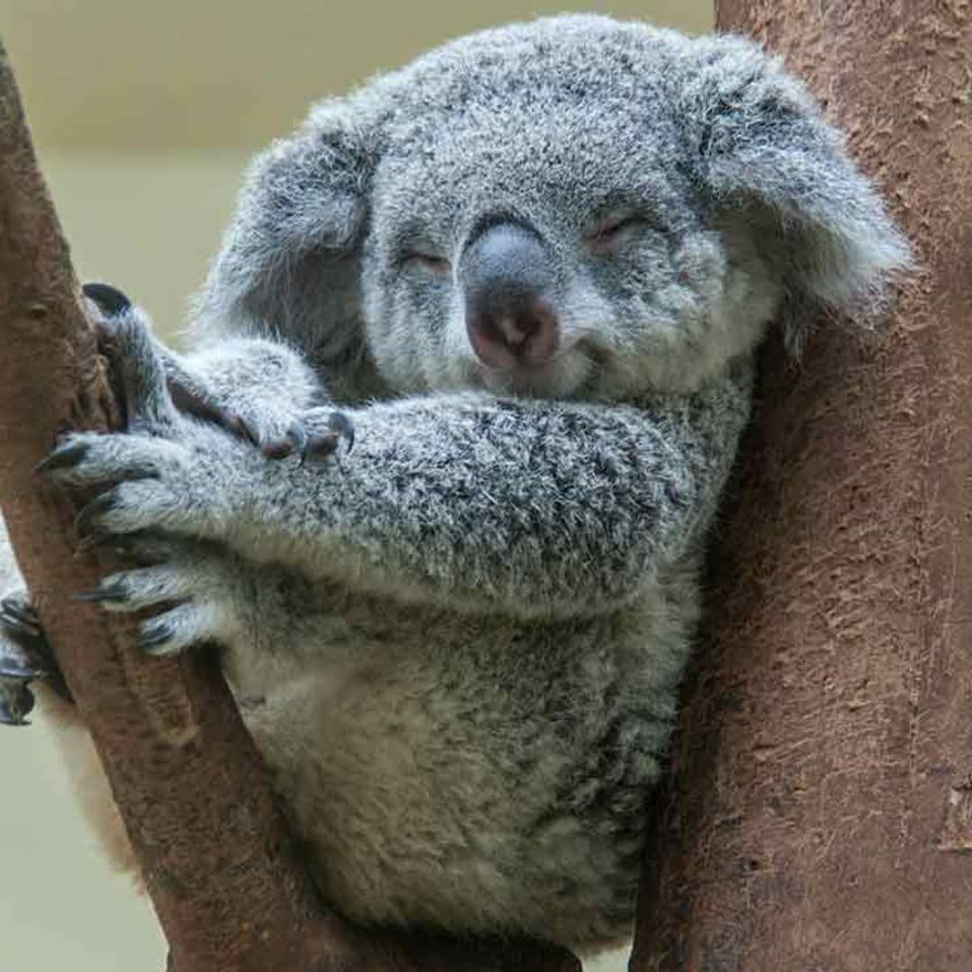 Los animales también tienen pereza, estos son los más dormilones
