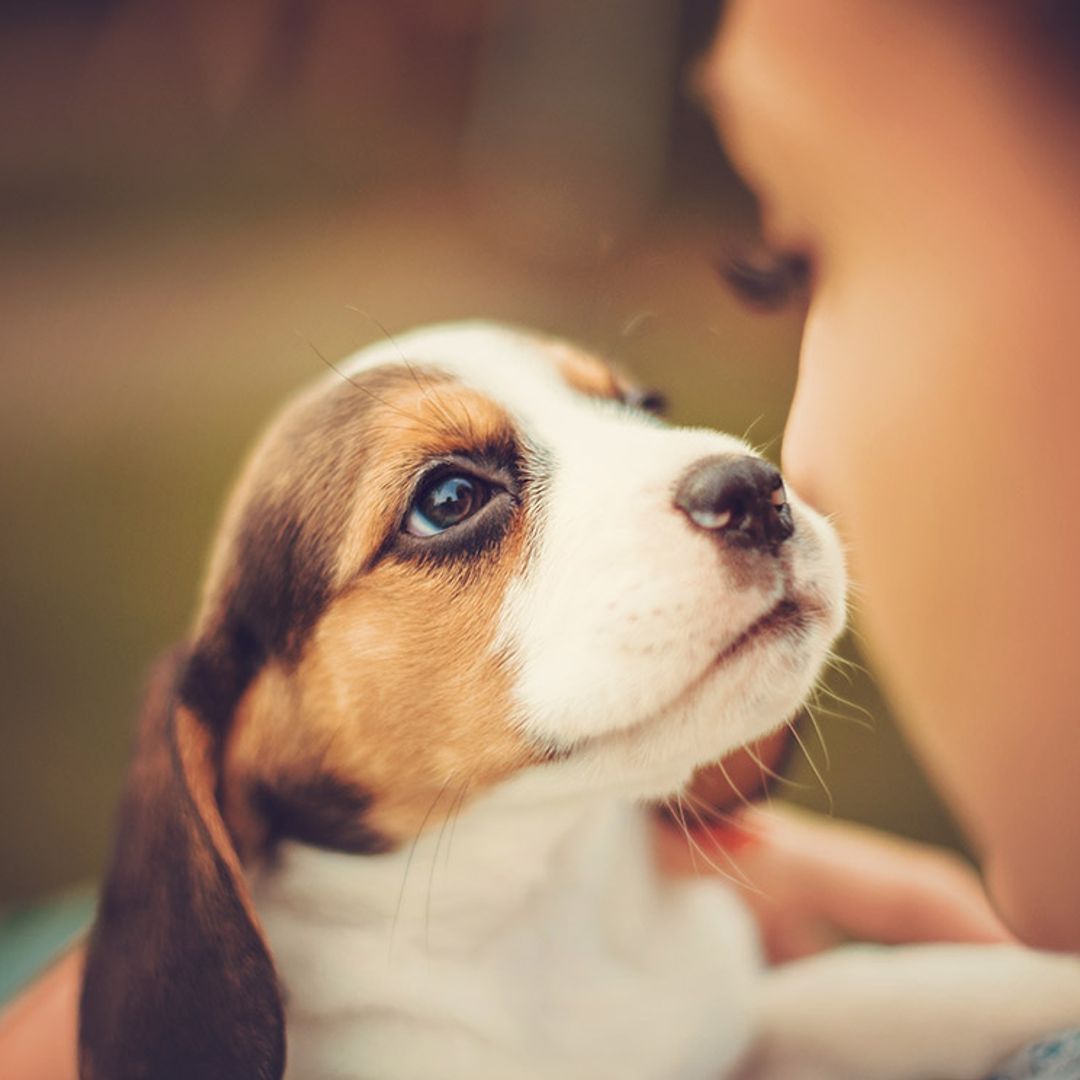 Qué debes tener en cuenta si vas a dejar a tu mascota con otra persona en vacaciones