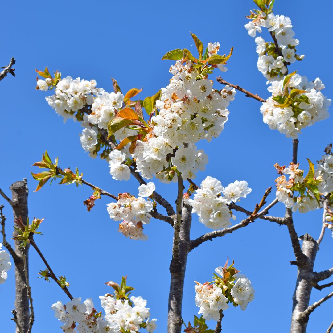 
  Cerezos en flor en Sant Climent de Llobregat, Barcelona