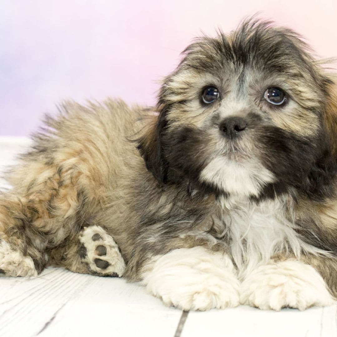 El lhasa apso y otras razas de perro famosas por su buen carácter