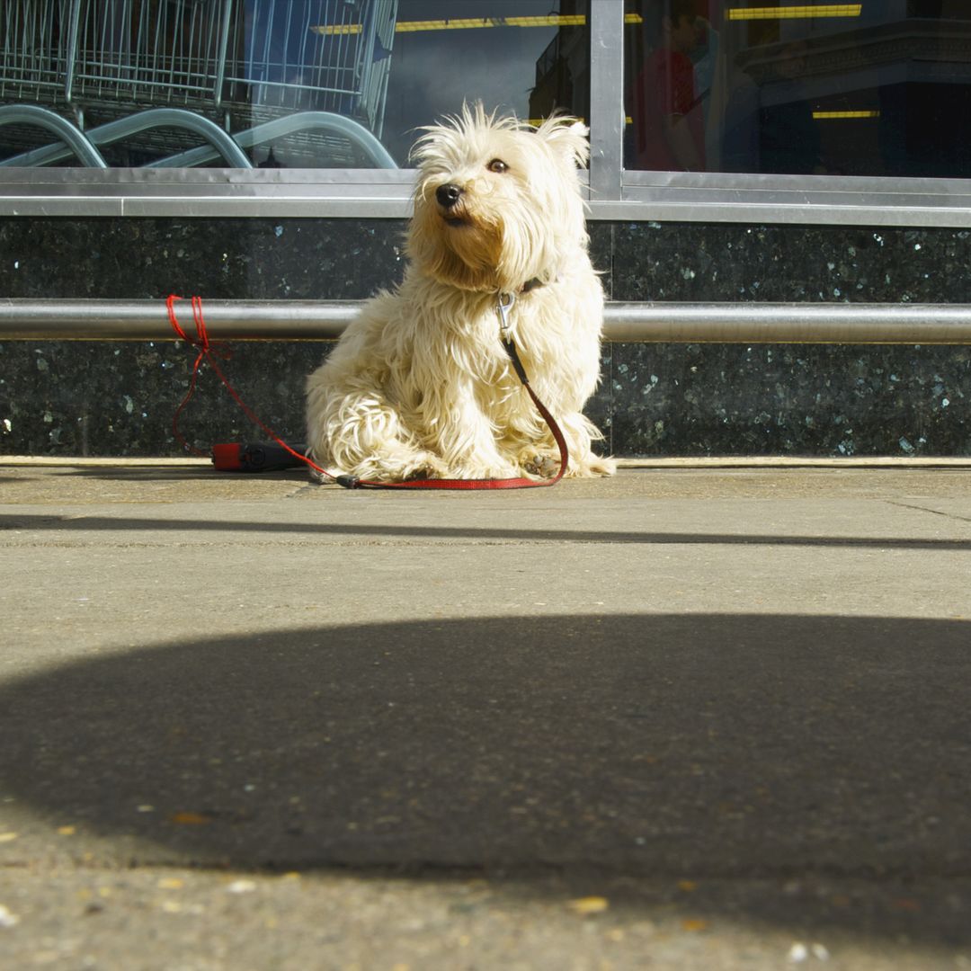 Por qué no debes dejar a tu perro atado en la puerta del supermercado aunque sea "solo un minuto"