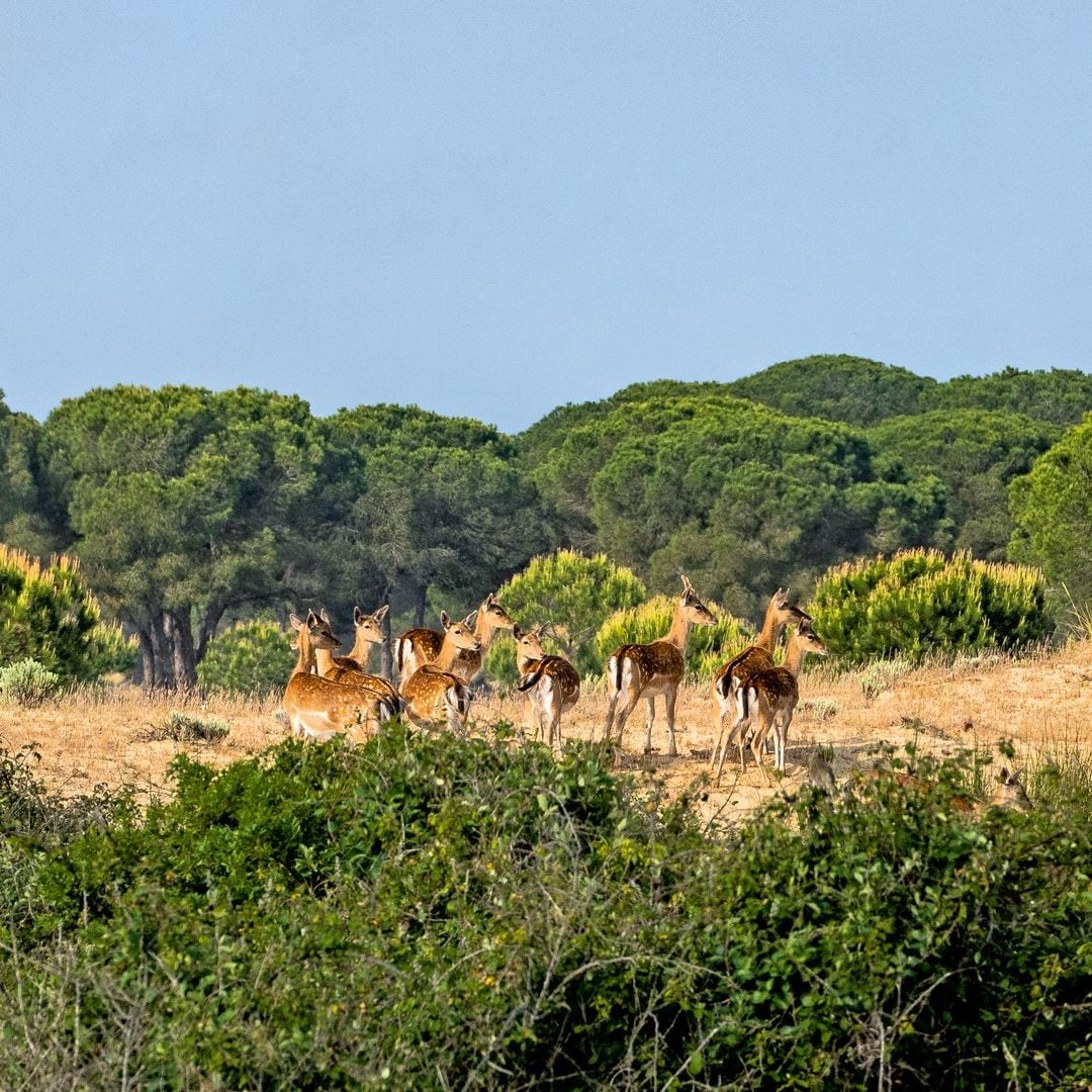 Fauna en el Parque Nacional de Doñana, Huelva