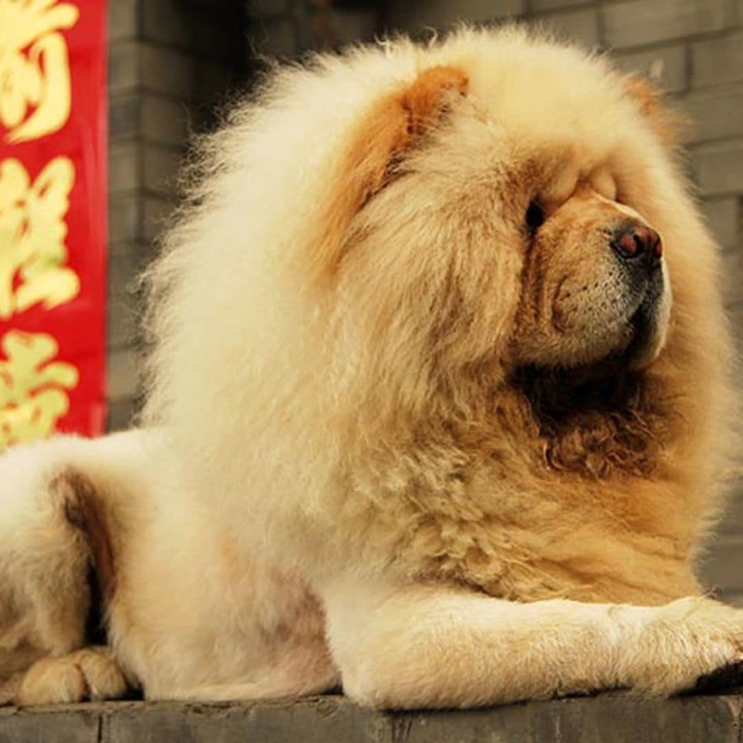 Estas razas de perro se parecen a otros animales
