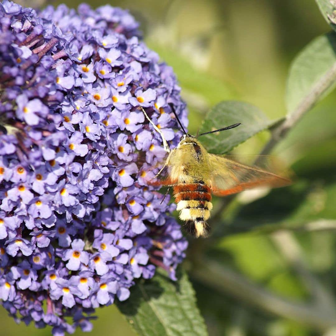 ¿Sabes cuáles son las plantas que atraen a tu jardín a los insectos polinizadores?