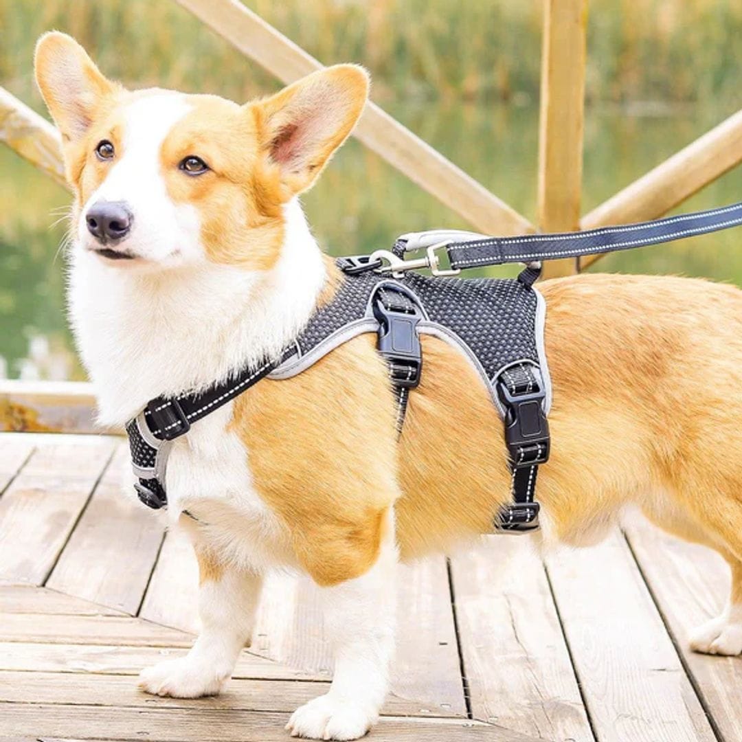 Mi arnés antiescape favorito a prueba de perros asustadizos está rebajado en Amazon