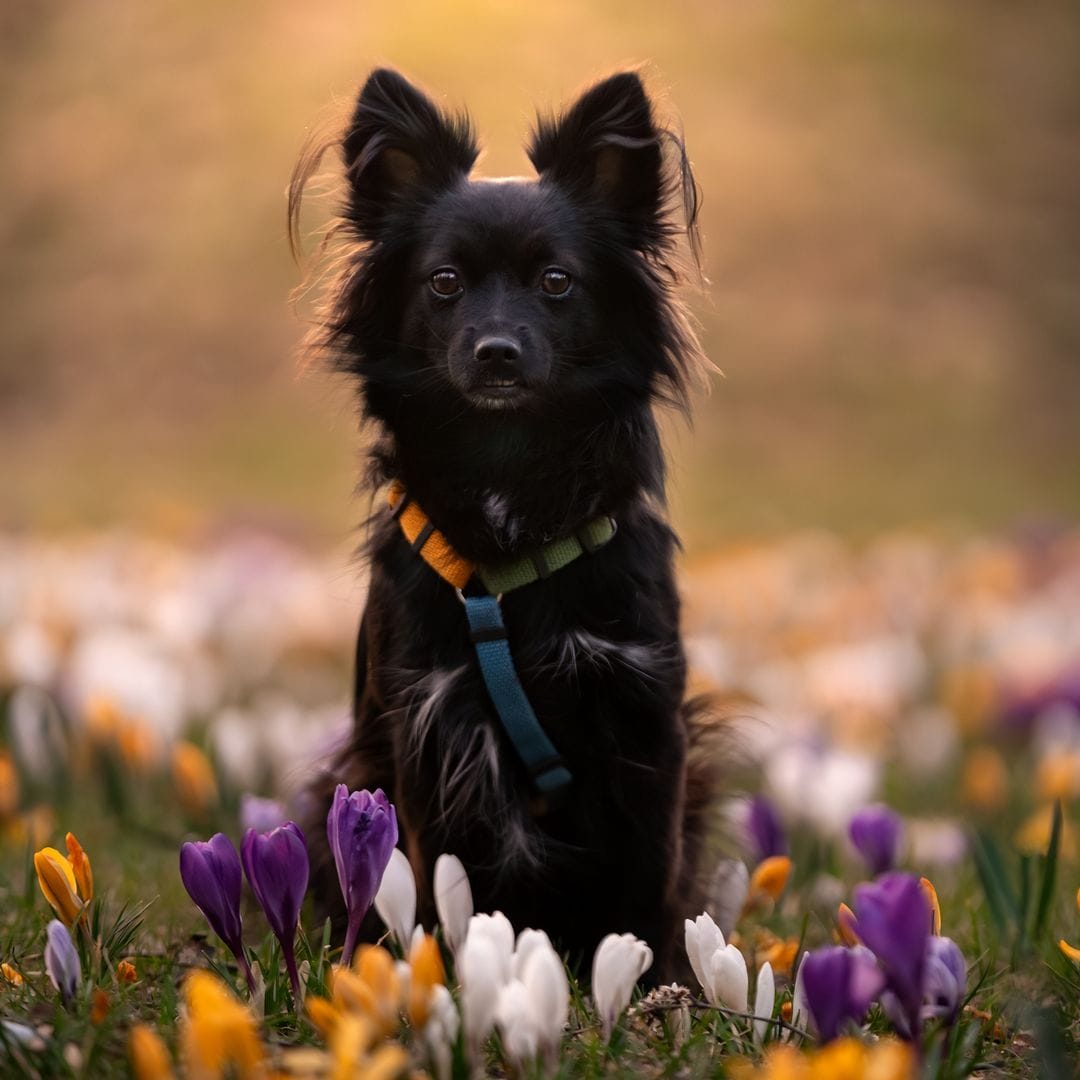 Lo mejores arneses para perro pequeño en 2025