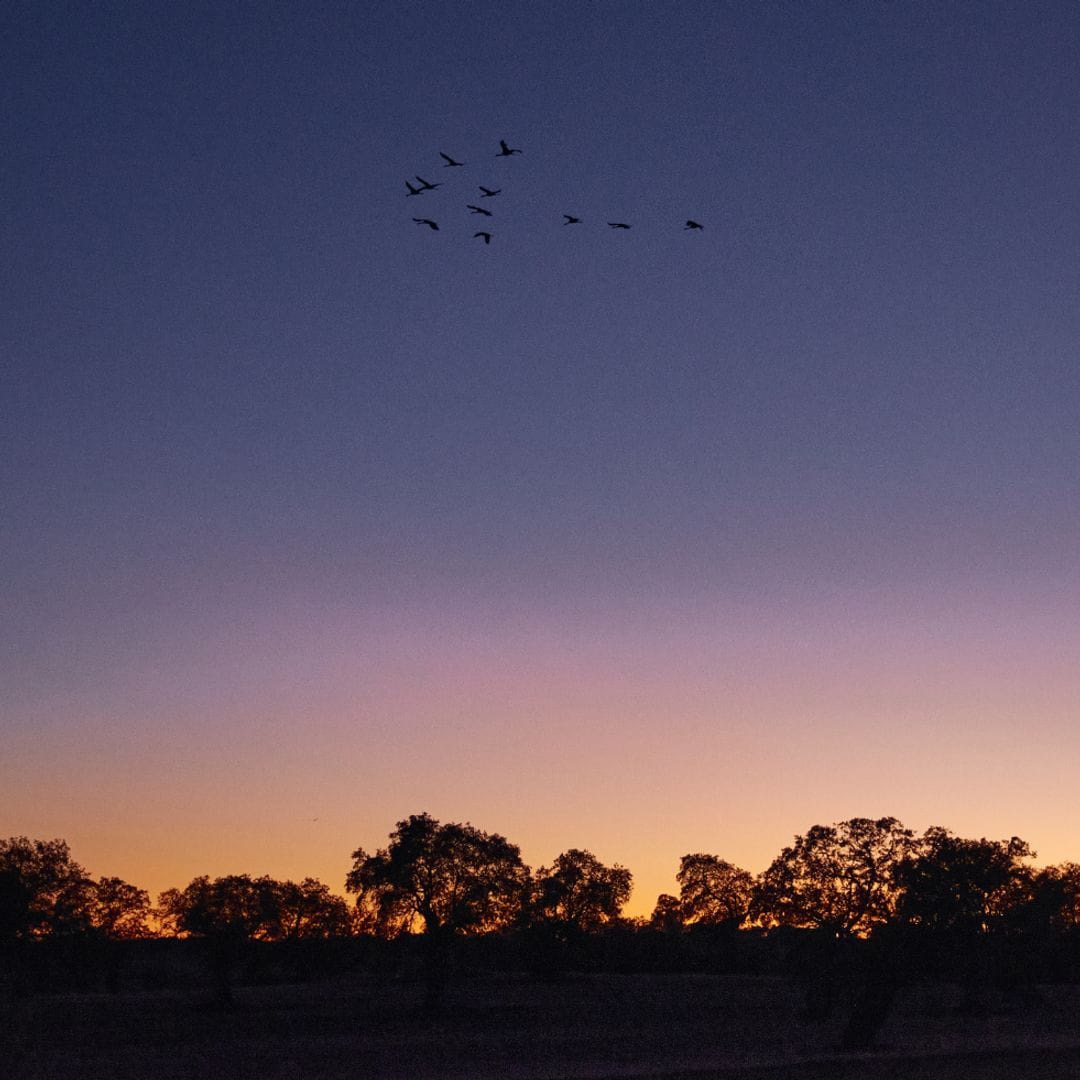Reserva Starlight, Los Pedroches, Córdoba