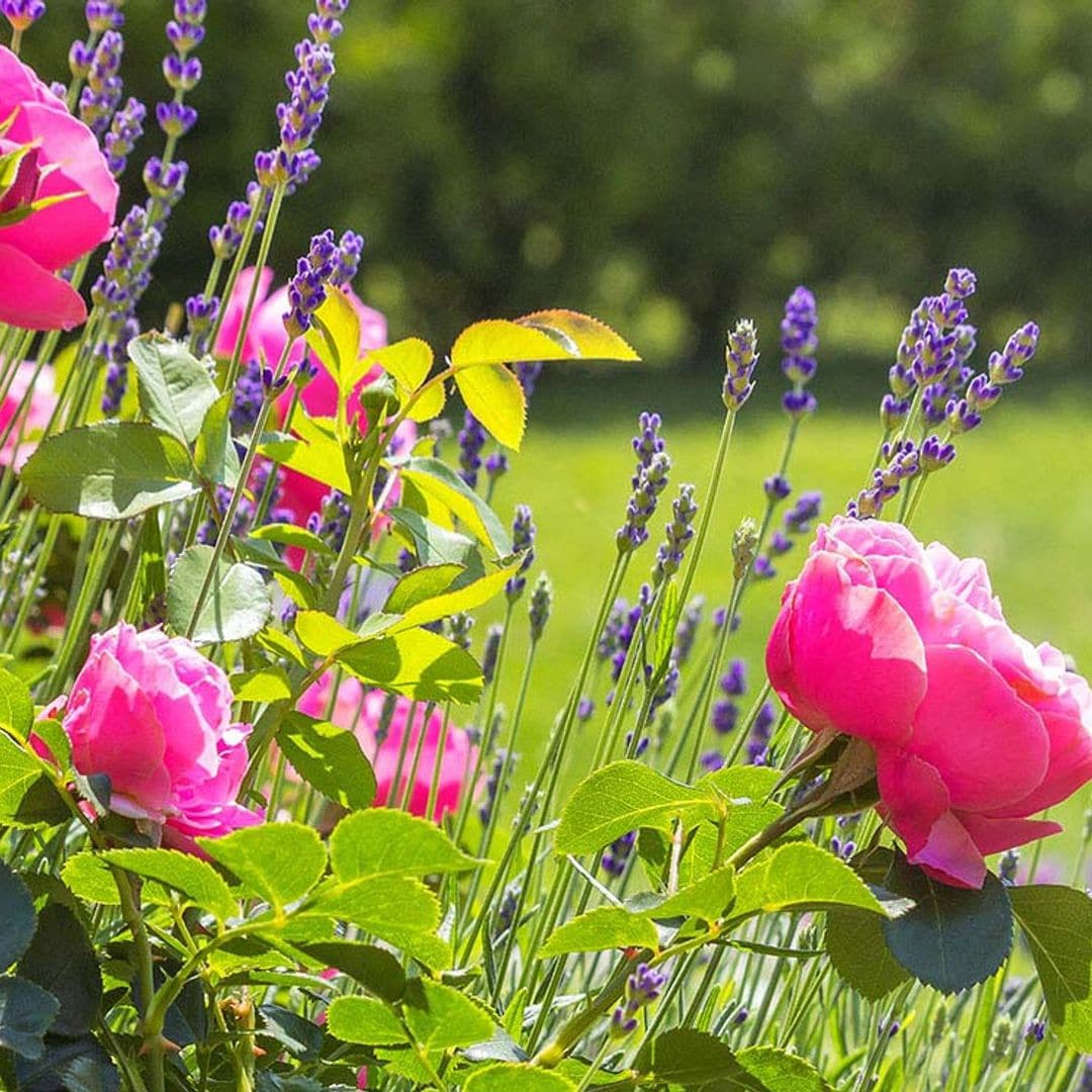 ¿Sabes cómo puedes alargar la floración de tus plantas?