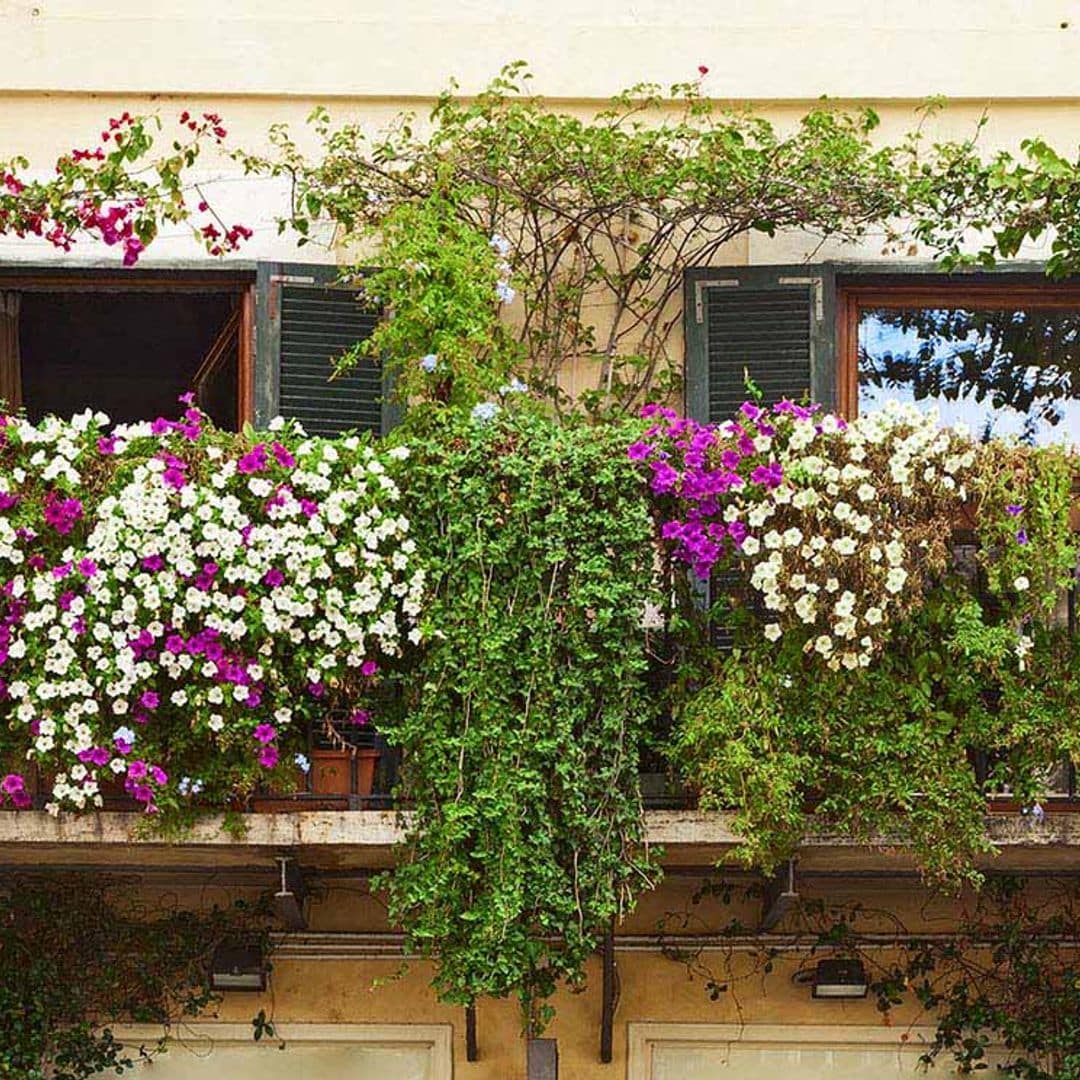 Las mejores plantas para convertir tu balcón en un vergel antes de que llegue la primavera