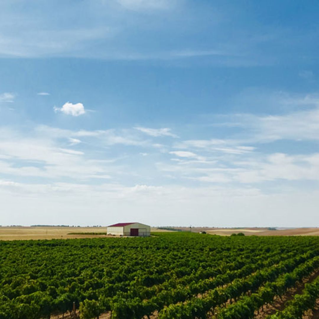 Te descubrimos los vinos de Rueda más versátiles a través de sus bodegas