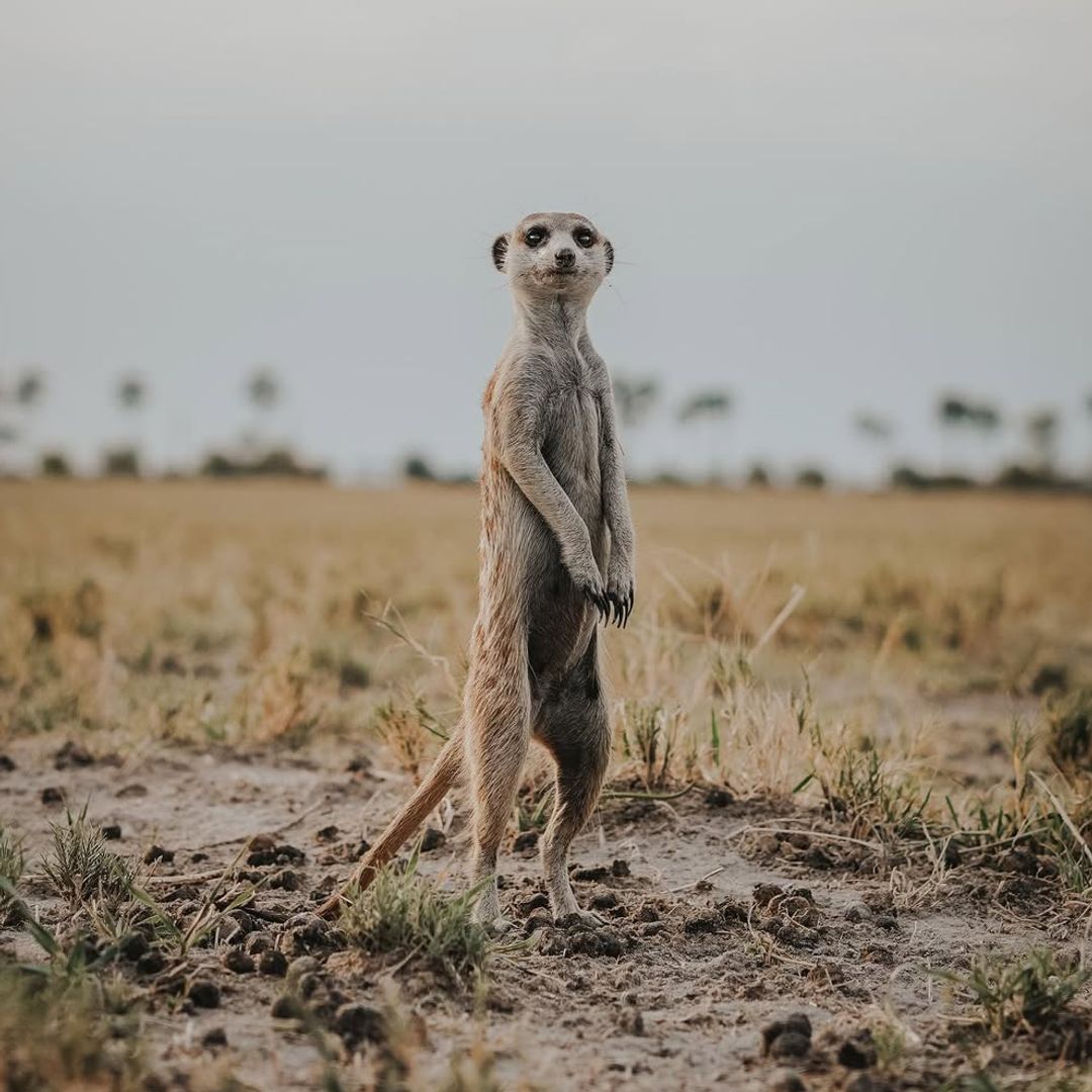 Suricata, desierto de Kalahari, Botsuana, Africa