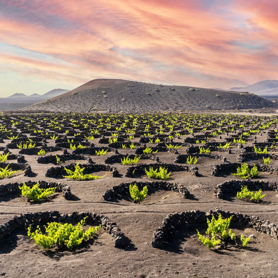La Geria es una zona volcánica de la isla canaria de Lanzarote donde hay plantadas numerosas viñas.