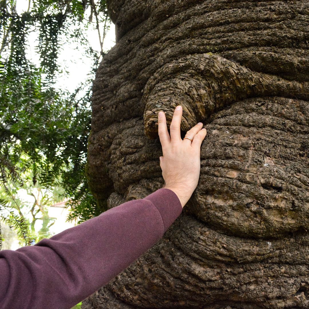 Tocando una araucaria en el bosque de Bussaco, Portugal.