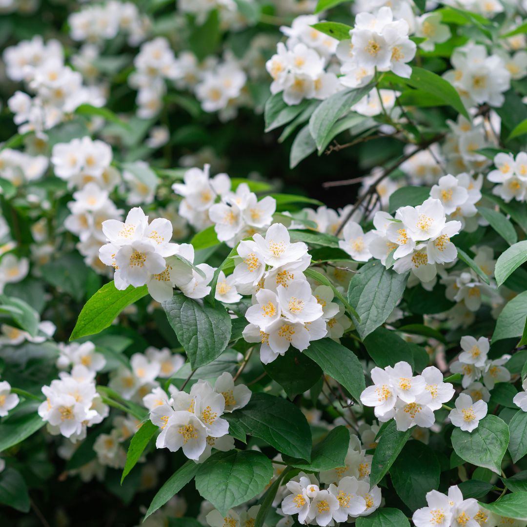 Plantas trepadoras perfectas para tu jardín: cómo elegir las mejores para este verano
