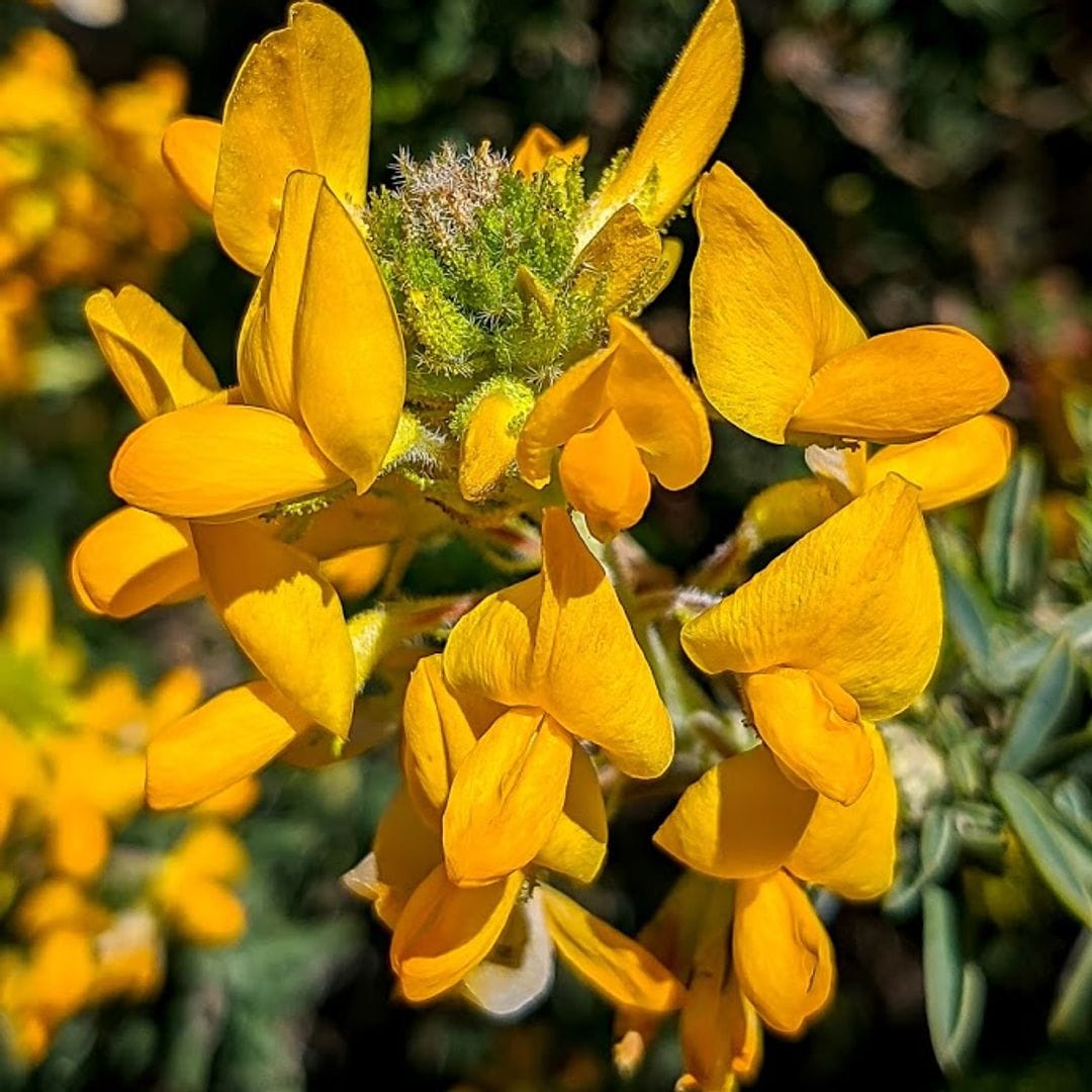 Espectáculo de la floración del Cambroño en la sierra de Guadarrama, Madrid