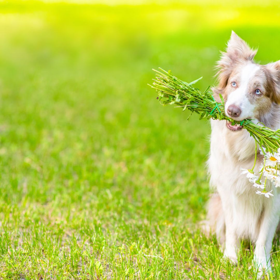Plantas medicinales y remedios que pueden ayudar a nuestras mascotas