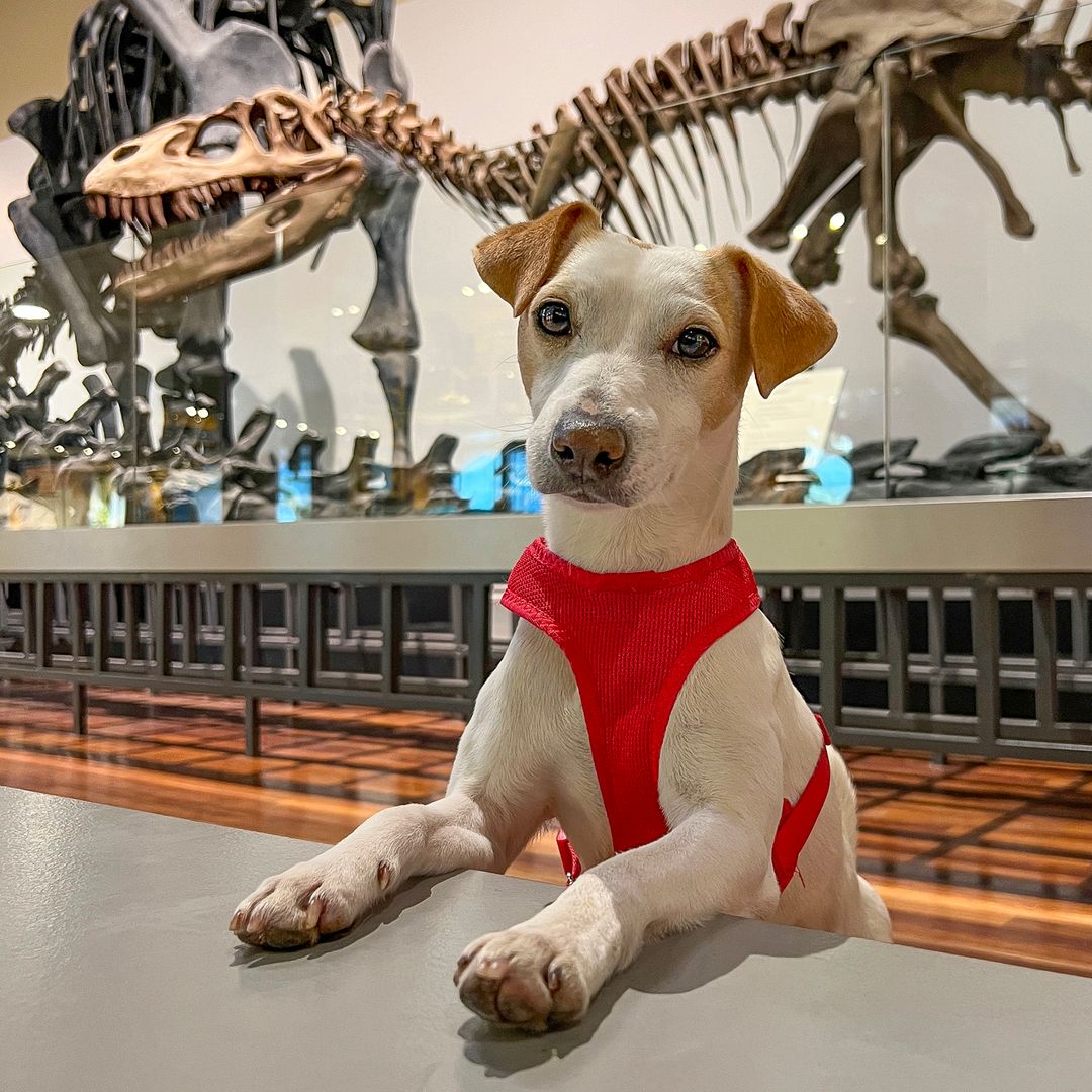 Pipper, el perro influencer y viajero más televisivo de España