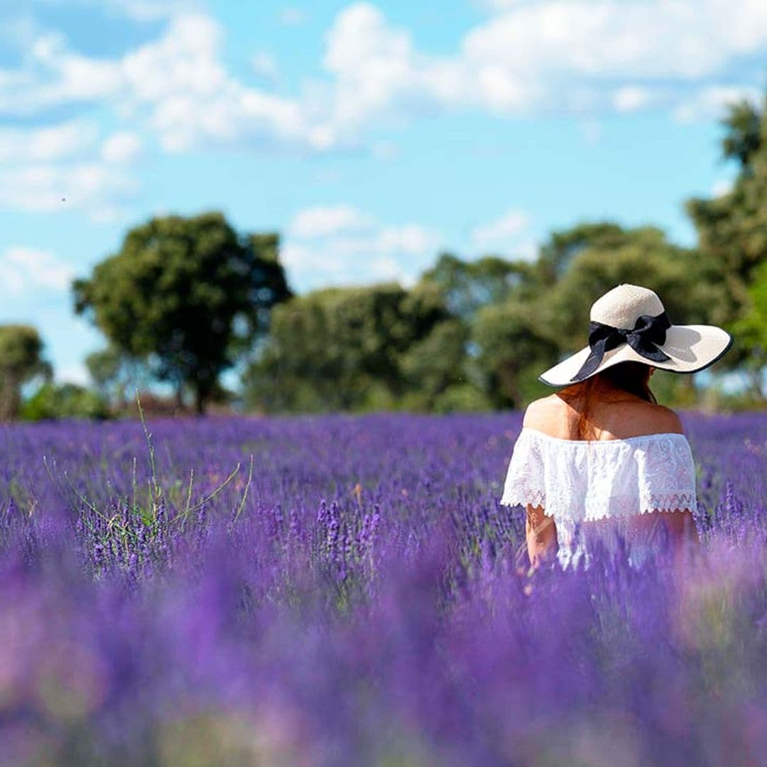 Ya huele a lavanda en Brihuega