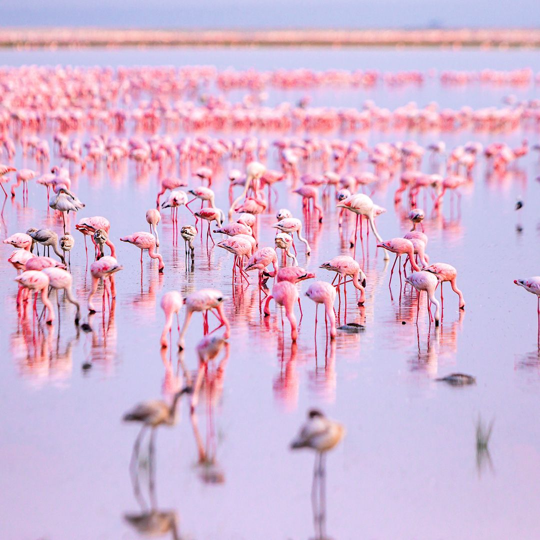 Flamencos en el Parque Nacional de Amboseli, en Kenia