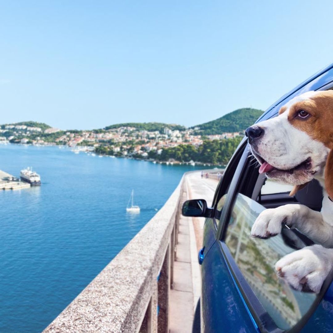 ¿Sabes cuál es el mejor destino turístico de España para viajar con perros?