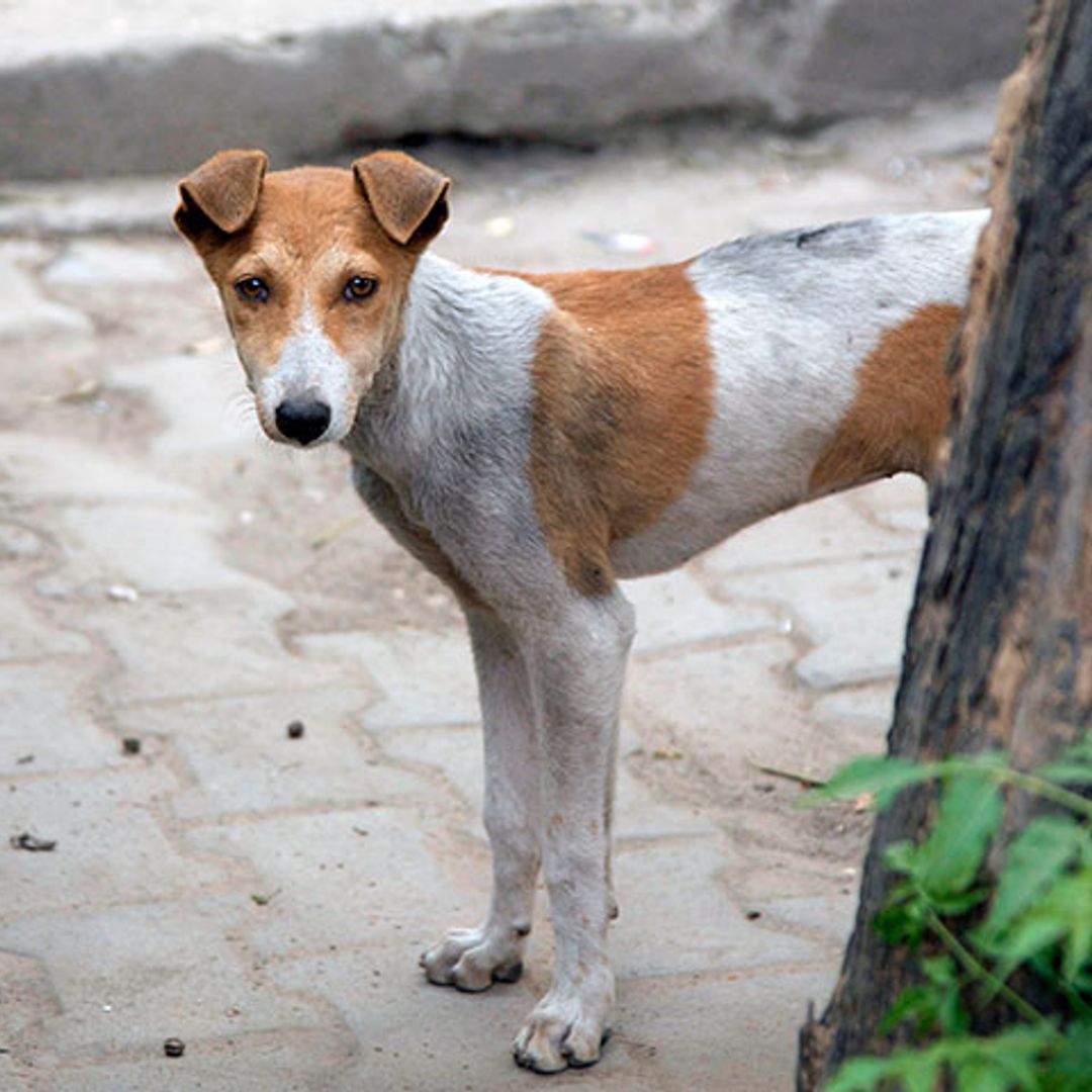 El 'milagro' del perro ciego y perdido que consiguió volver a casa gracias a las redes sociales