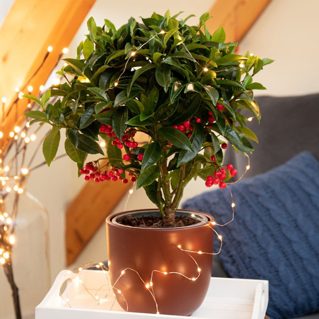 Los secretos para que la ardisia despliegue toda su belleza y colorido