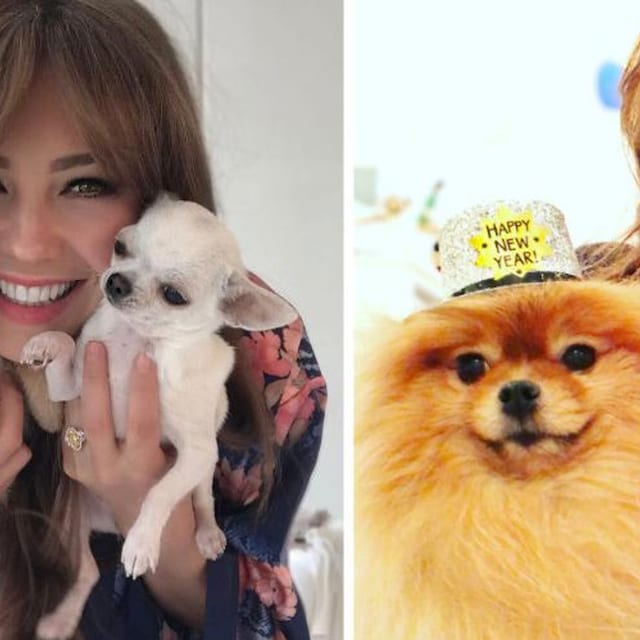 thalia carinosa perros