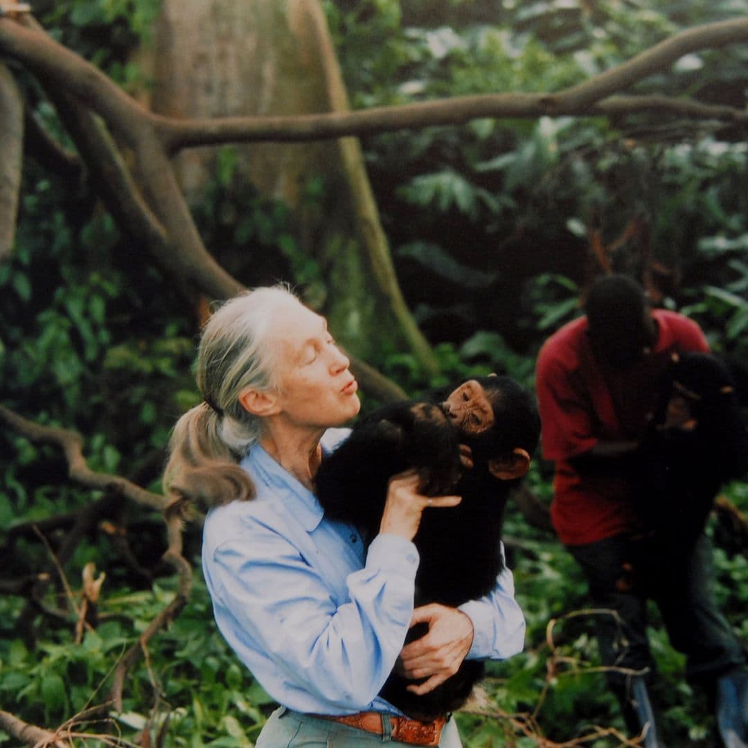 La vida de Jane estuvo marcada por su convivencia con chimpancés