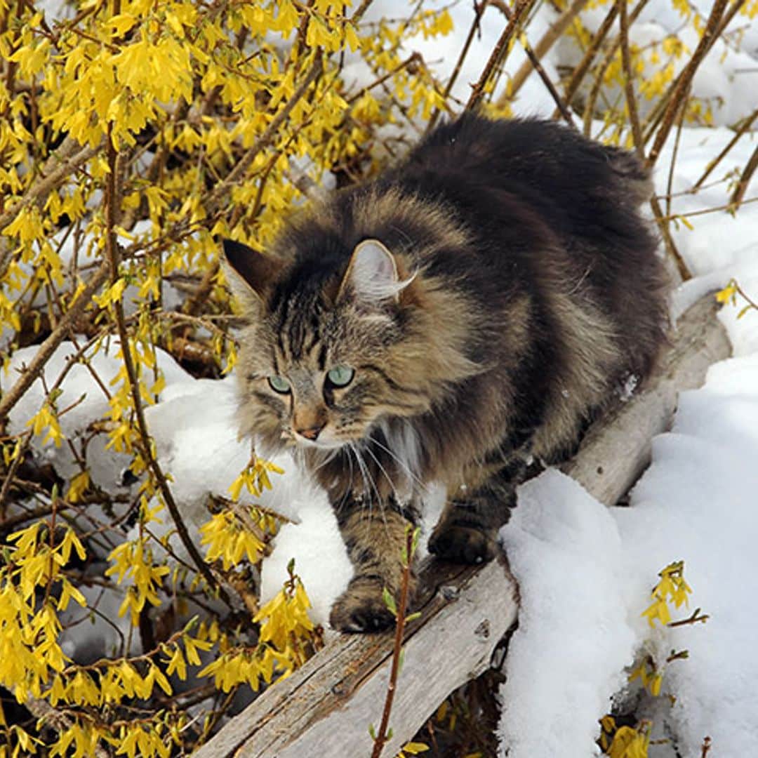 Esta es la insólita historia de un gatito congelado que resucitó tras ser rescatado de la nieve