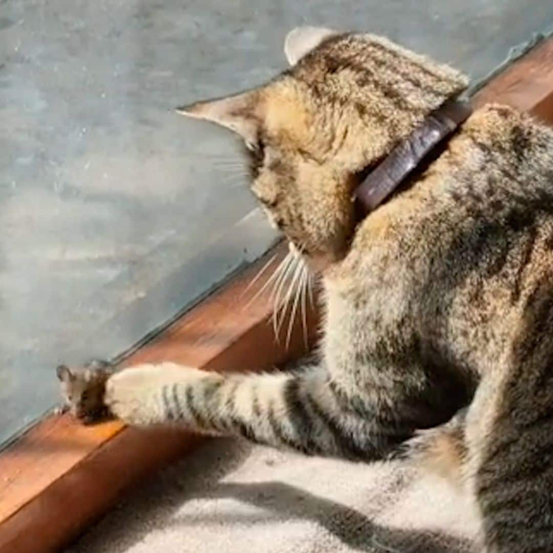 El divertido vídeo viral de una gata que lejos de cazar ratones… se hace amigo de ellos