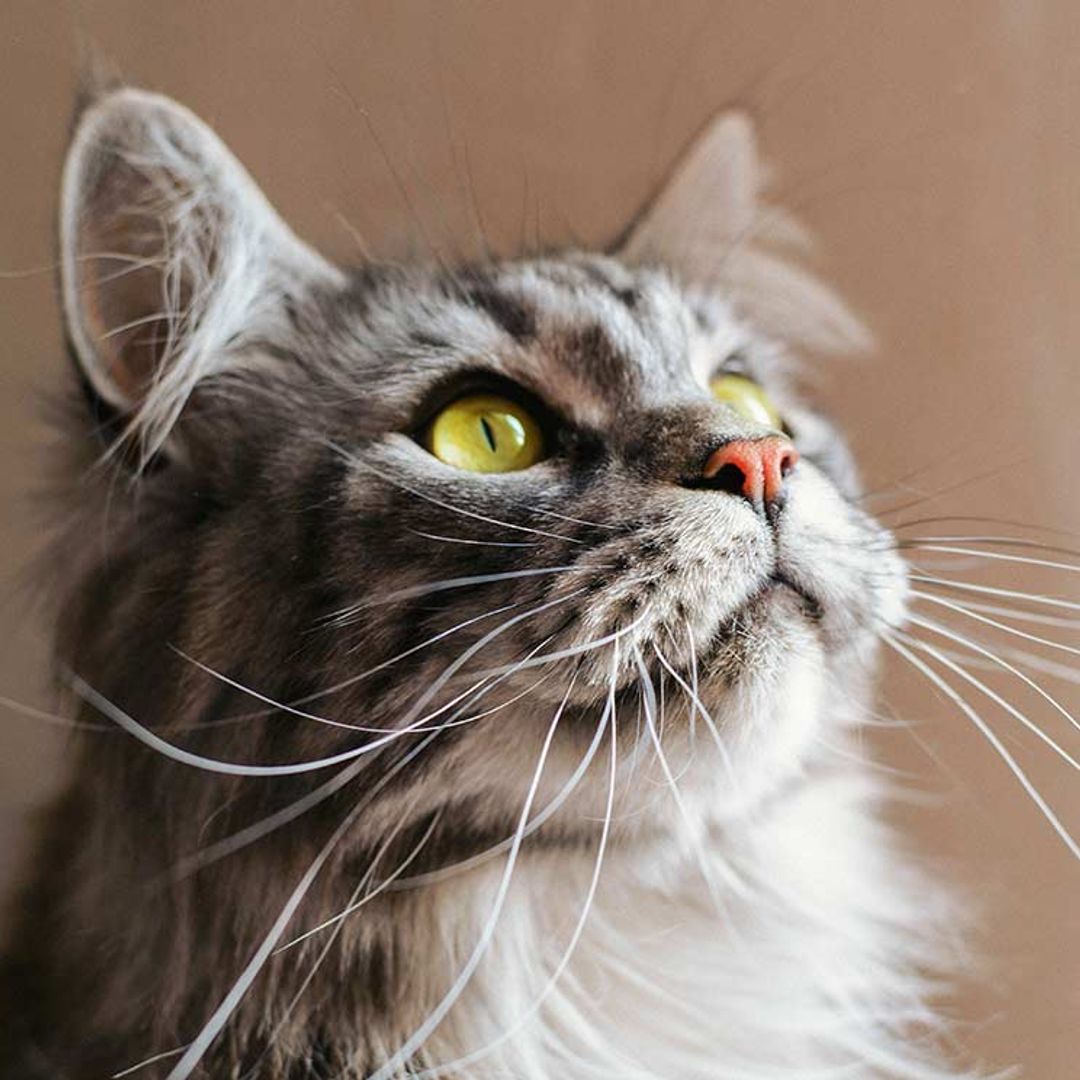 Trucos para comprender y cuidar mejor a tu gato anciano