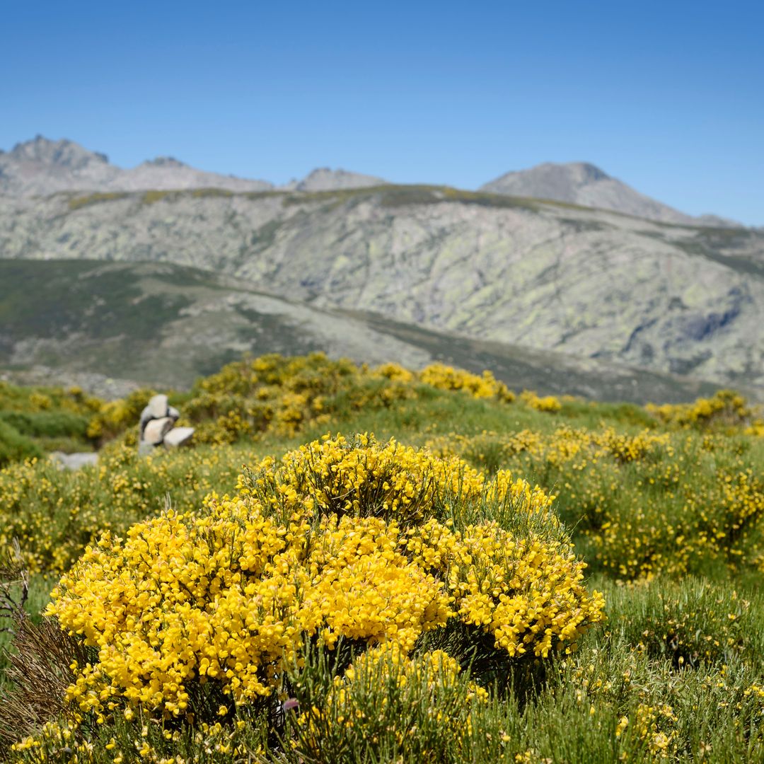Piorno en flor en la Sierra de Gredos, Ávila