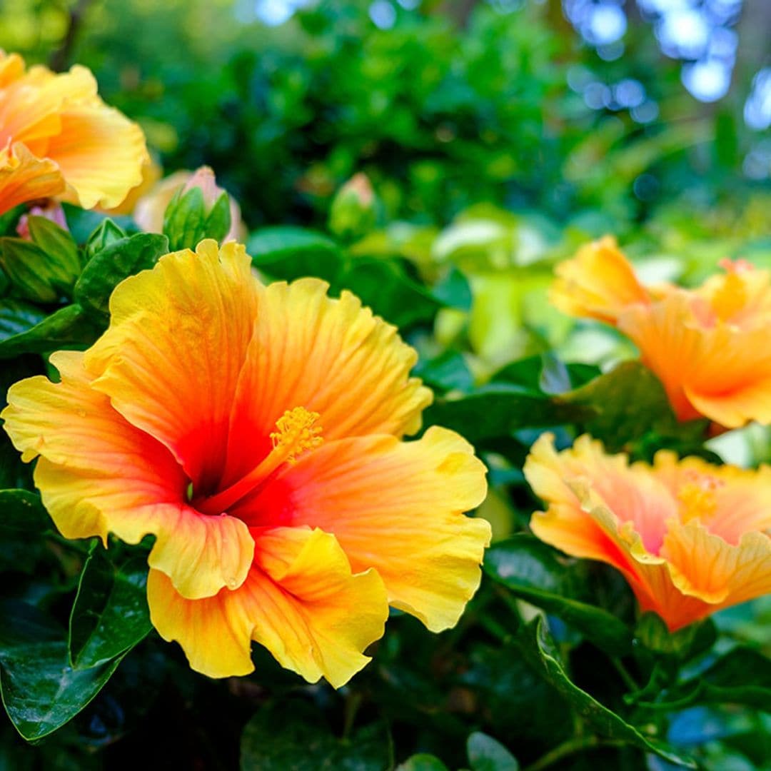 Estos son los cuidados que debes darle al hibisco