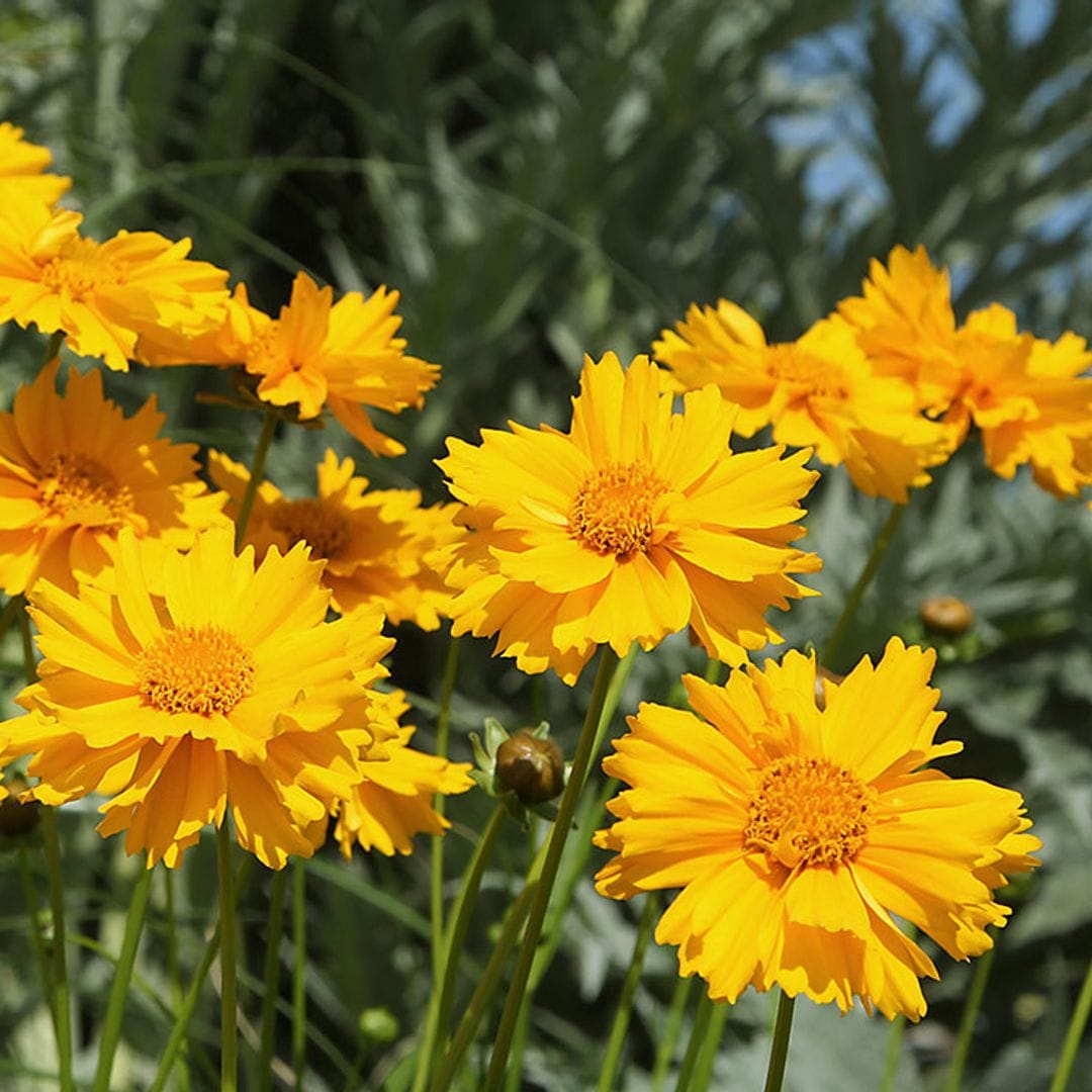 Aprende a cultivar coreopsis y llena tu jardín de color esta primavera