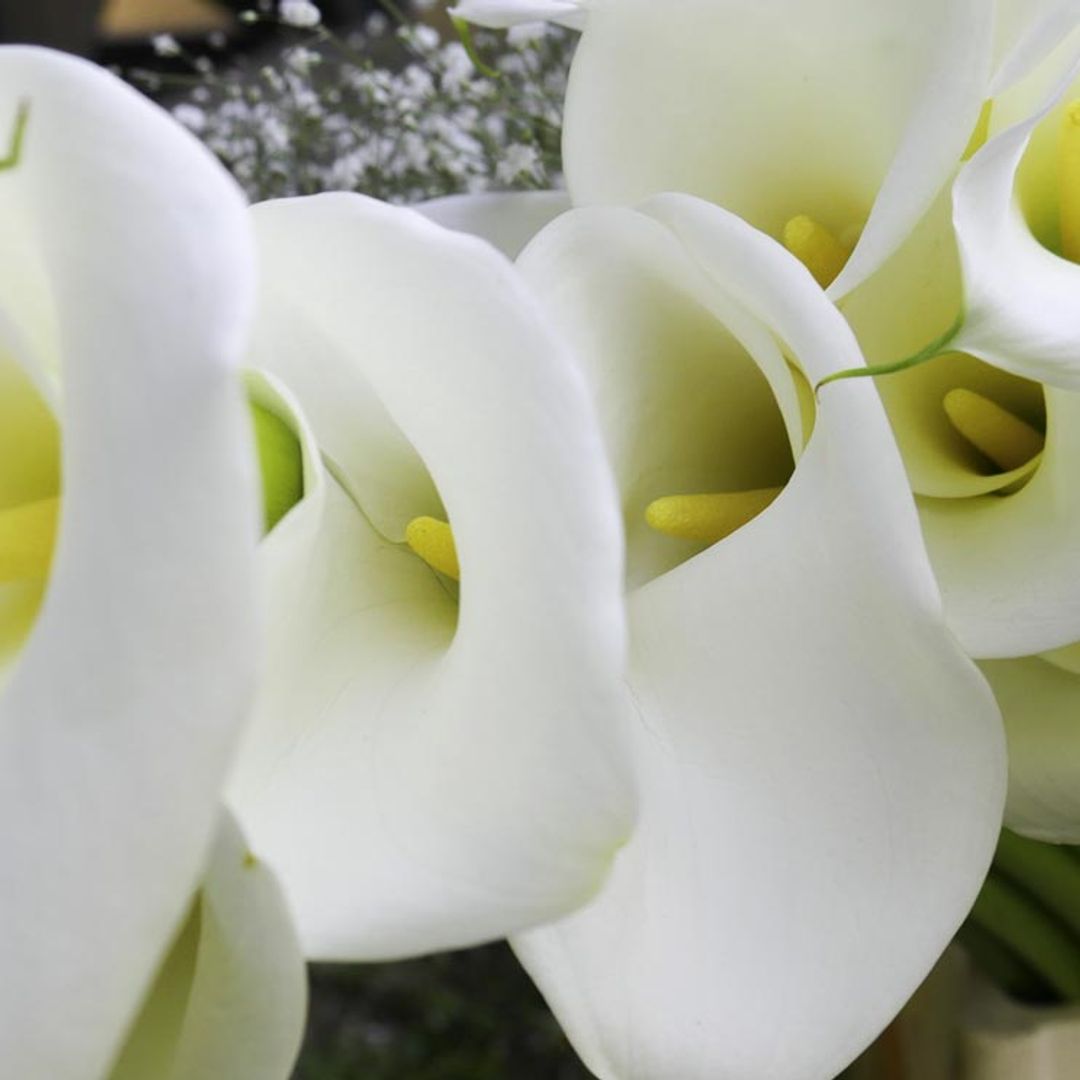 La cala, una planta elegante, bella y fácil de cultivar