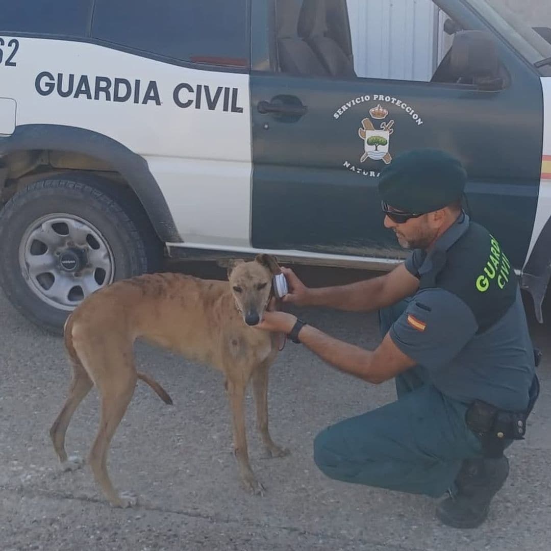 El SEPRONA alerta sobre el maltrato animal: "Puede conllevar hasta tres años de prisión y multas de más de 100.000 euros"
