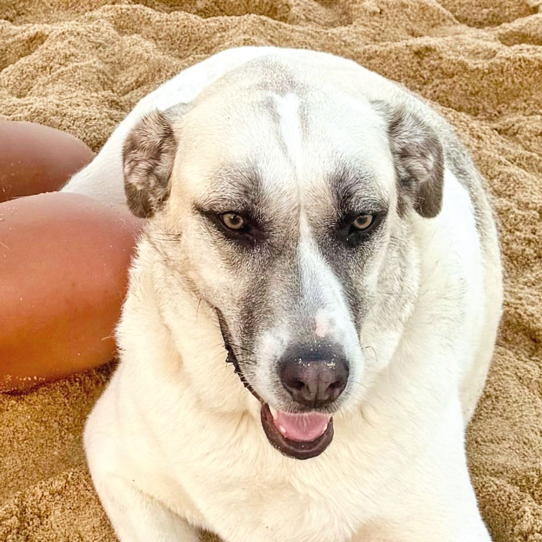 El perrito veterano de Noor, la periodista 
